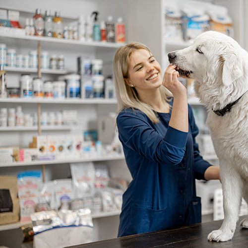 Female veterinarian with big white dog sitting on reception in veterinary clinic while assistant gives a treat to pet . Pet care and treatment