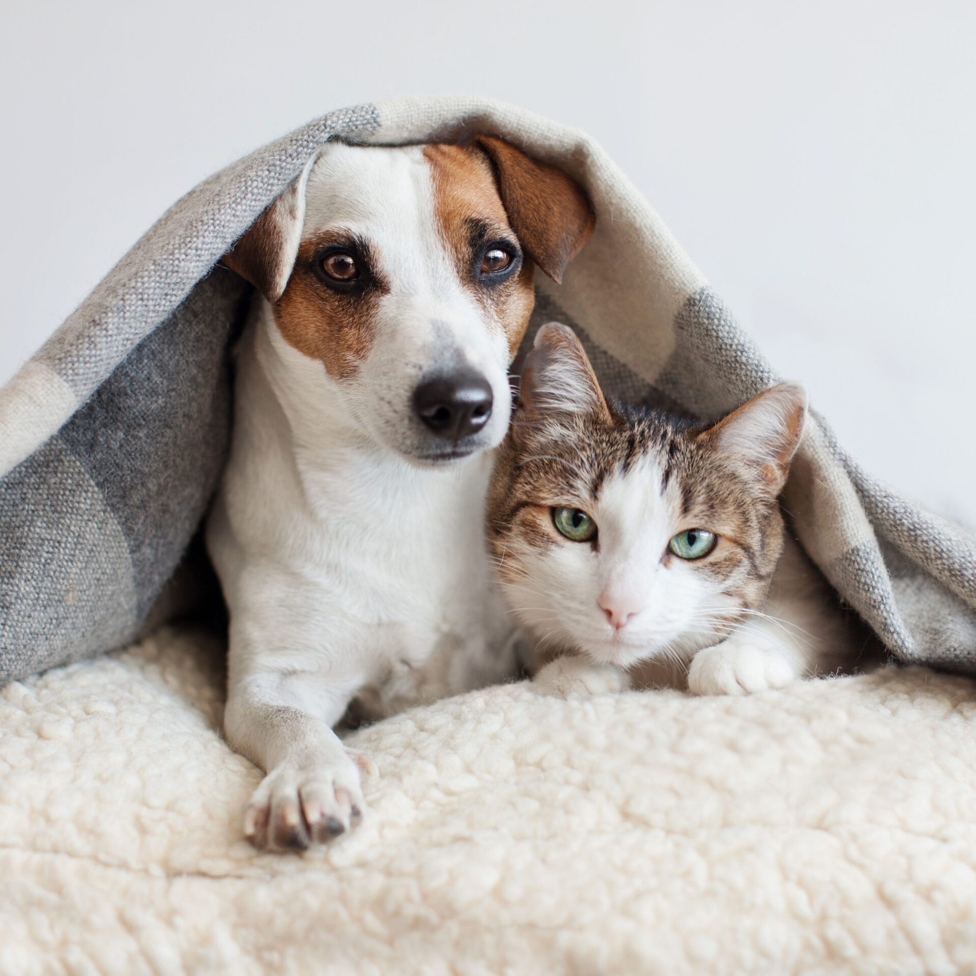 Dog and Cat Under Blanket